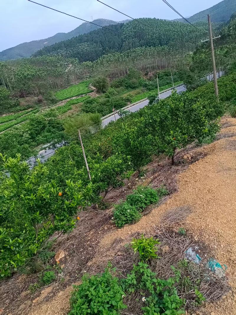 柳州市鹿寨县黄冕镇幽兰村大湾屯约35亩土地（承包）经营权转包及地上附着物转让项目(二次挂牌)