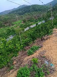 柳州市鹿寨县黄冕镇幽兰村大湾屯约35亩土地（承包）经营权转包及地上附着物转让项目(二次挂牌)
