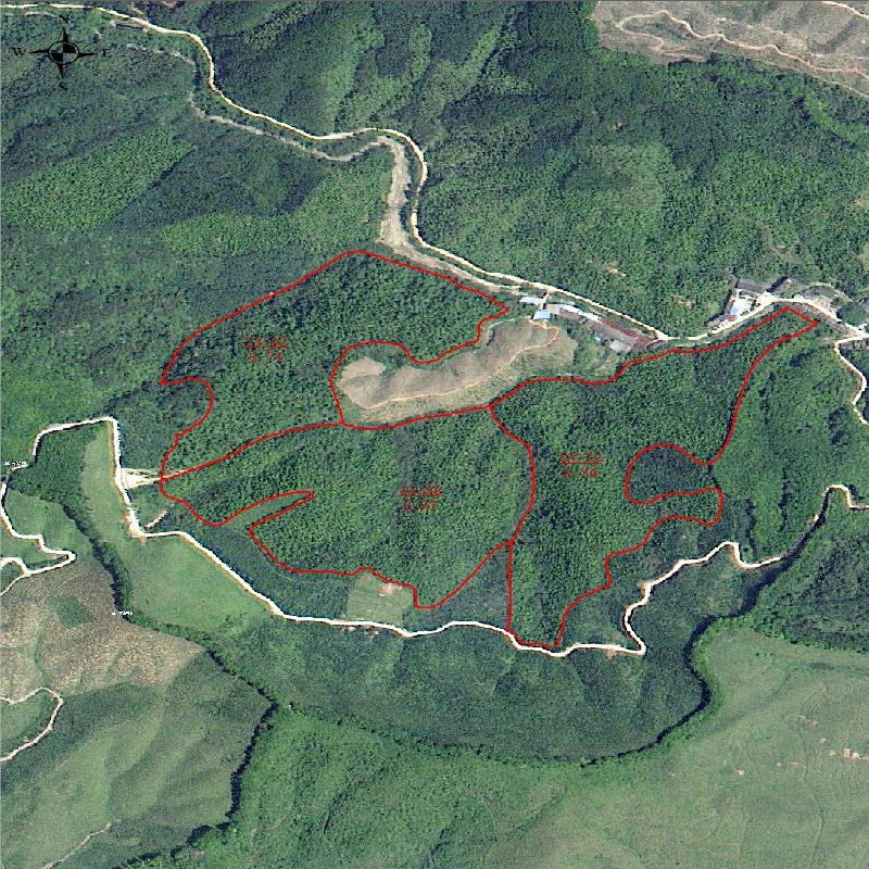 柳州市融安县西山林场西山林站约595.35亩八角林