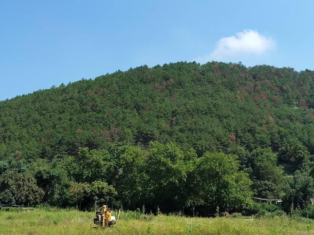 岑溪市归义镇荔枝村集体山庄大坡尾约30亩活立木（包青山）转让项目