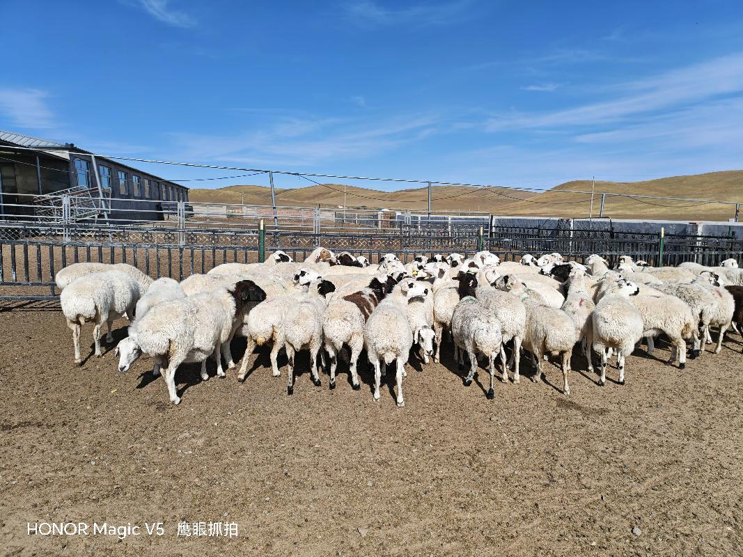 西乌珠穆沁旗阿尔泰农牧业发展有限公司200只淘汰羊打包转让(国资监测编号GR2025NM1006777)