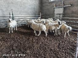 西乌珠穆沁旗阿尔泰农牧业发展有限公司200只淘汰羊打包转让(国资监测编号GR2025NM1006777)