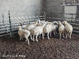 西乌珠穆沁旗阿尔泰农牧业发展有限公司200只淘汰羊打包转让(国资监测编号GR2025NM1006777)
