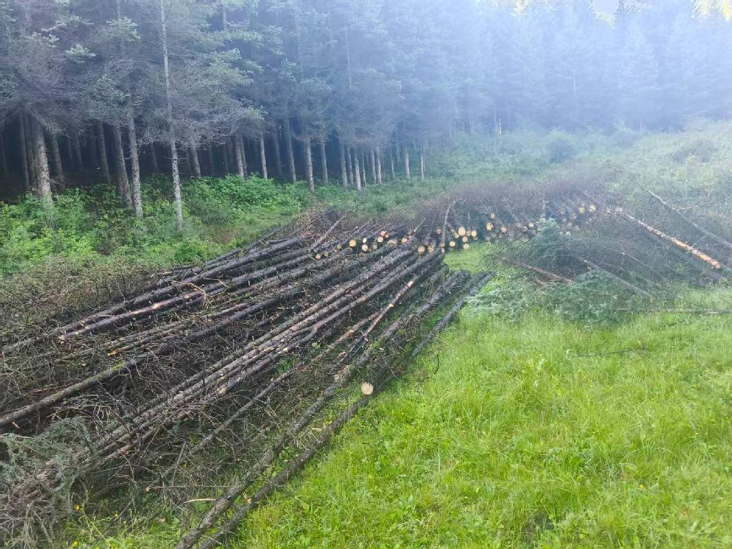 定西市渭源县会川林场第二批林木资产转让公告