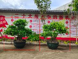 贵港市覃塘区覃塘街道龙岭村俩棵榕树盆景分别转让项目