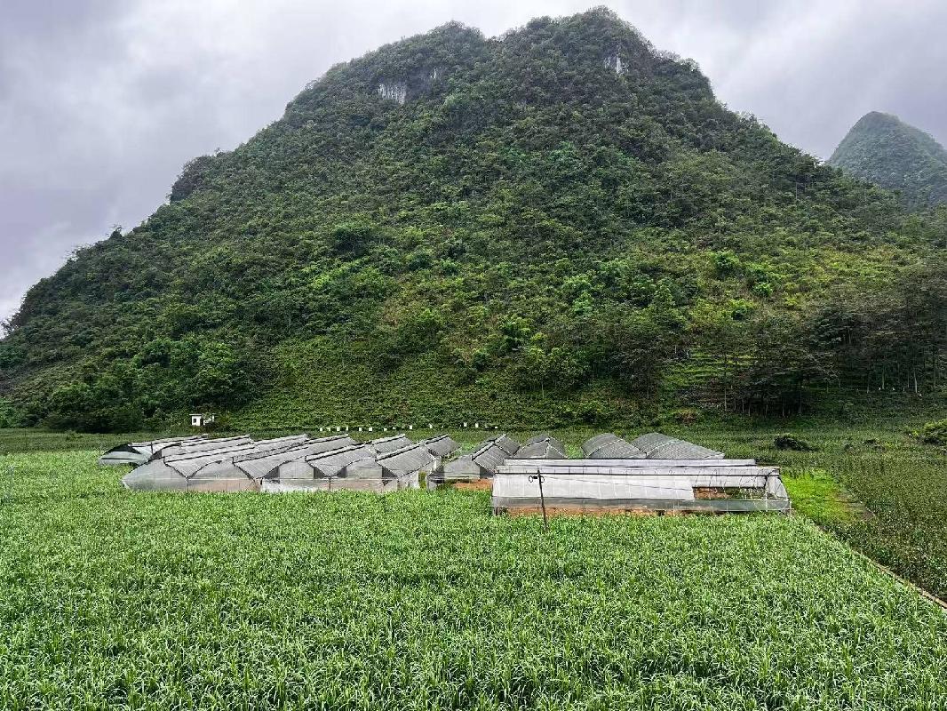 河池市巴马瑶族自治县凤凰乡长和村联合发展食用菌基地地上附着物转让项目