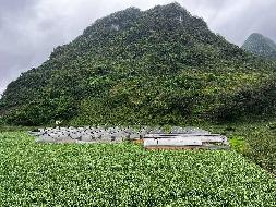 河池市巴马瑶族自治县凤凰乡长和村联合发展食用菌基地地上附着物转让项目
