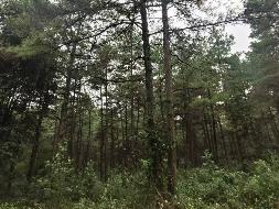宣城市宣州区宛陵林场夏渡分场21个小班湿地松转让公告(国资监测编号GR2025AH2002545)