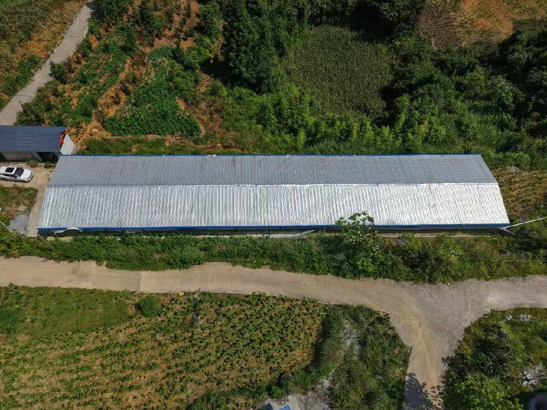 河池市凤山县金牙瑶族乡更沙村陇凤林下养殖小区约600平方米养猪场招租项目
