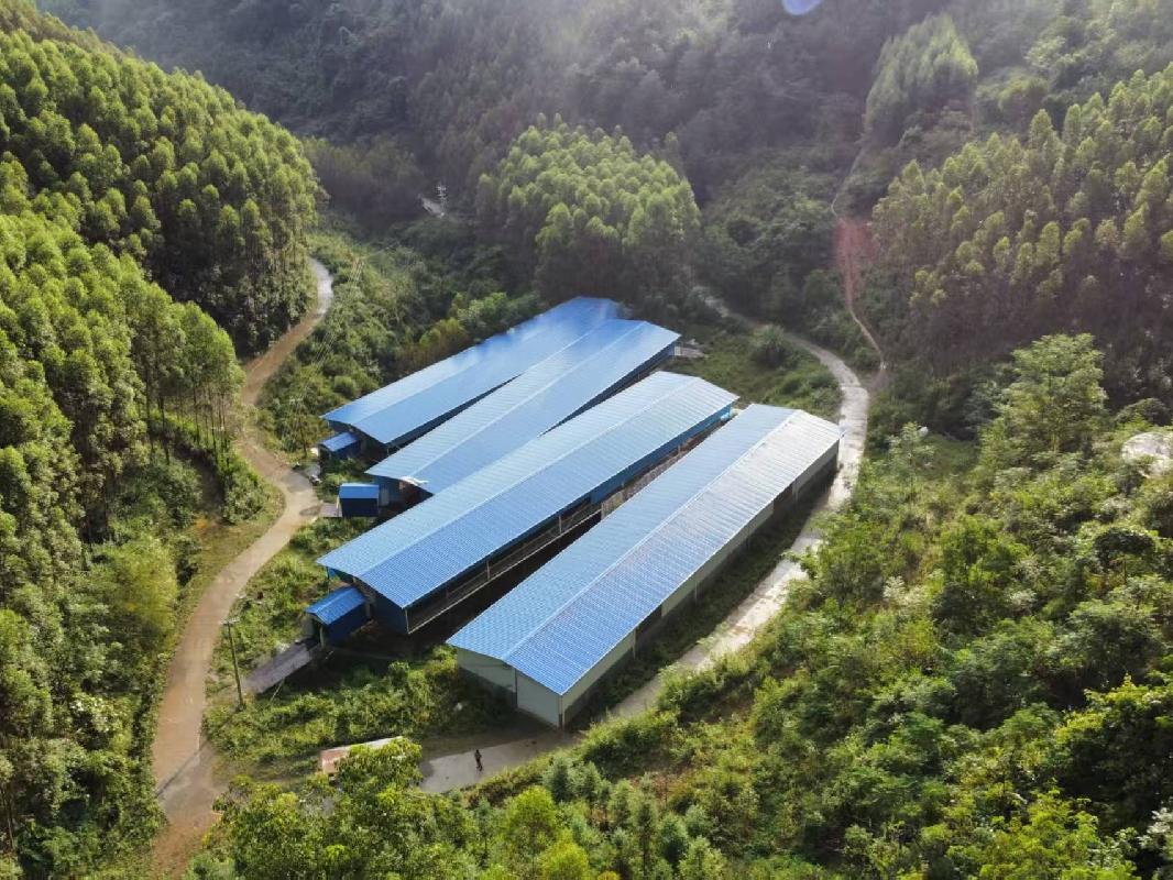 河池市大化瑶族自治县羌圩乡健康村却洪屯约8700平方米养殖场招租项目