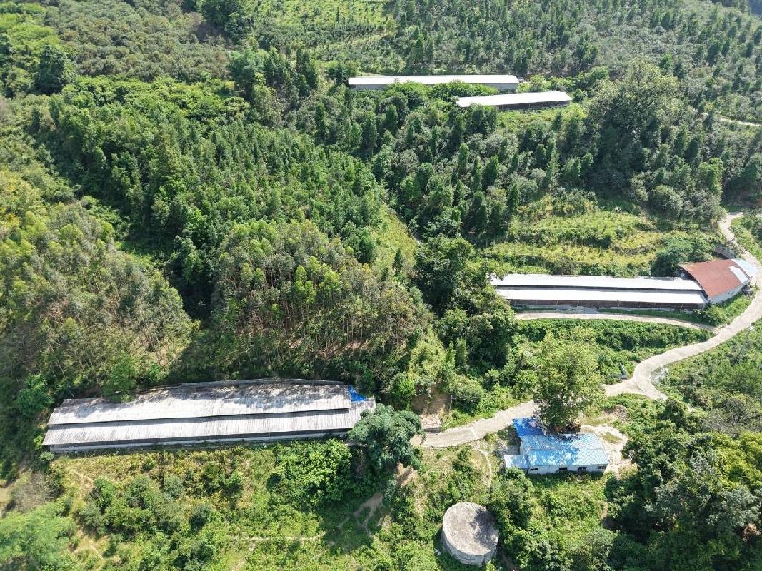 河池市凤山县平乐瑶族乡谋爱村牛棚湾林下养殖小区约2000平方米鸡舍招租项目