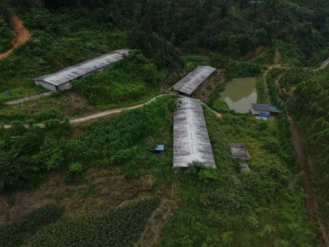 河池市凤山县平乐瑶族乡海亭村海内屯林下养殖小区约2100平方米鸡舍招租项目