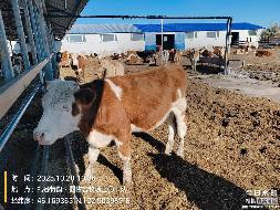 内蒙古正益鼎丰农工贸有限责任公司60头活体育肥牛打包转让