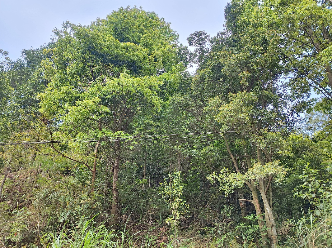 岑溪市梨木镇里汉村约218.57亩活立木（包青山）转让项目