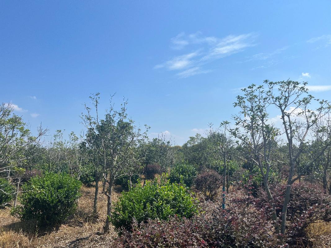 南京六合平山林场发展有限公司位于雄州街道一批苗木转让交易公告(国资监测编号GR2025JS1006786)
