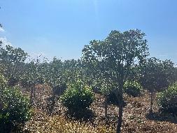 南京六合平山林场发展有限公司位于雄州街道一批苗木转让交易公告(国资监测编号GR2025JS1006786)