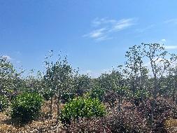 南京六合平山林场发展有限公司位于雄州街道一批苗木转让交易公告(国资监测编号GR2025JS1006786)