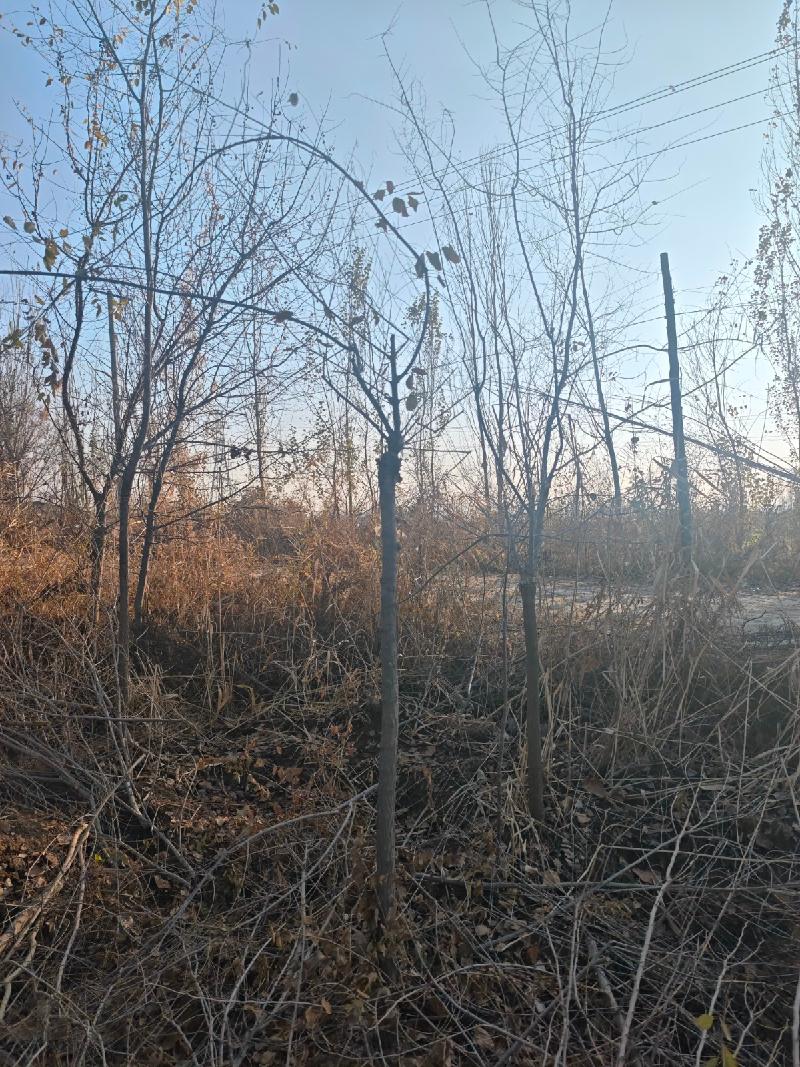 新疆荣新电力有限公司位于六十六团13连营区苗圃培育的5540棵树木对外转让(二次挂牌)