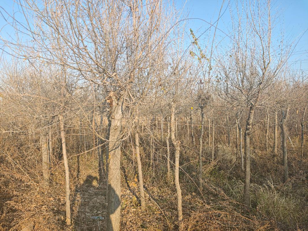 [伊犁哈萨克自治州]新疆荣新电力有限公司位于六十六团13连营区苗圃培育的5540棵树木对外转让(二次挂牌)