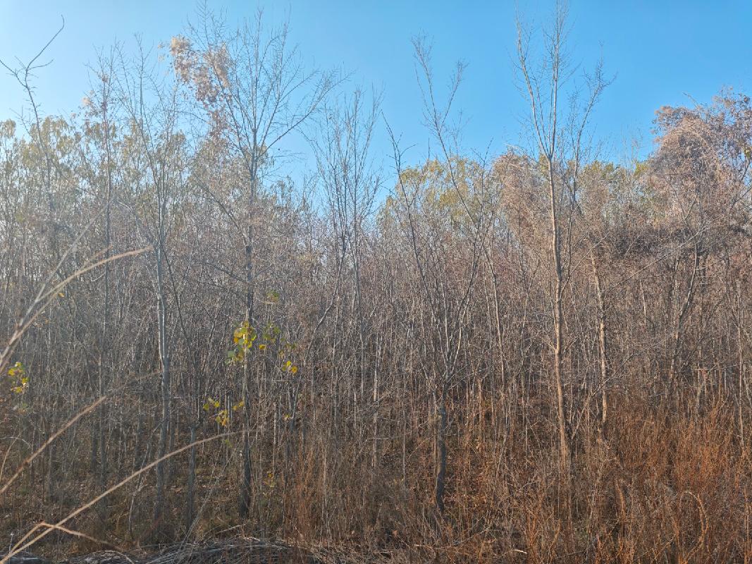 新疆荣新电力有限公司位于六十六团13连营区苗圃培育的5540棵树木对外转让(二次挂牌)