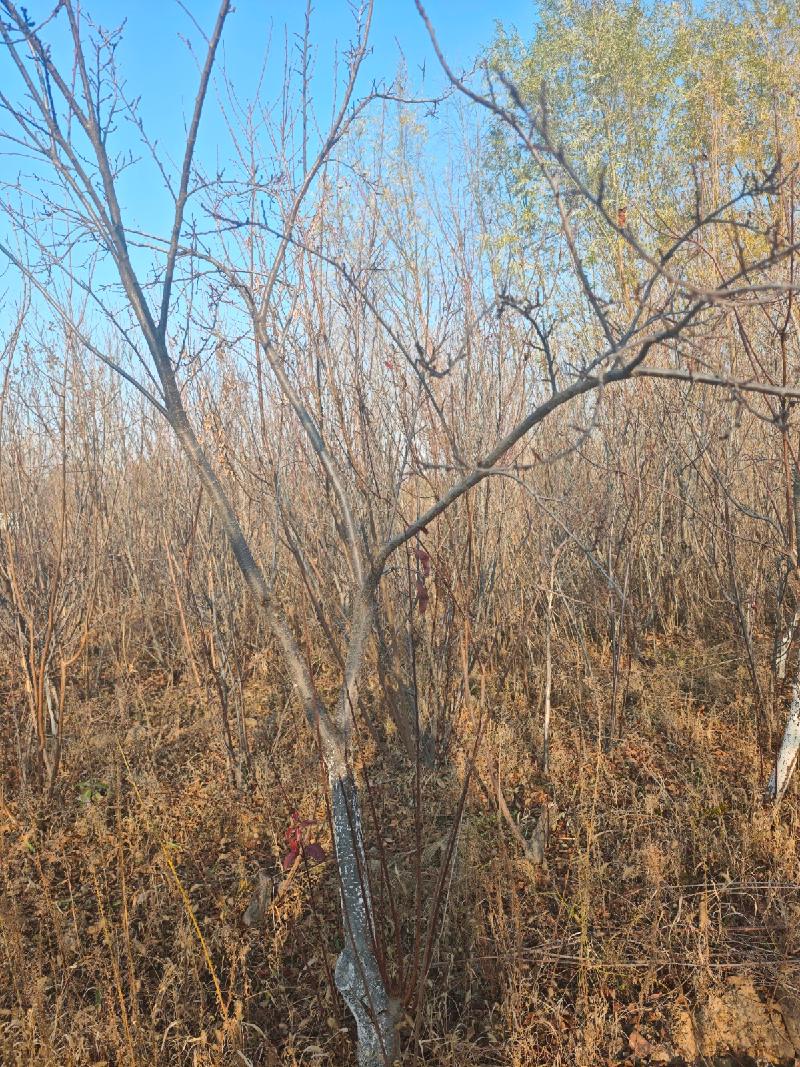 新疆荣新电力有限公司位于六十六团13连营区苗圃培育的5540棵树木对外转让(二次挂牌)