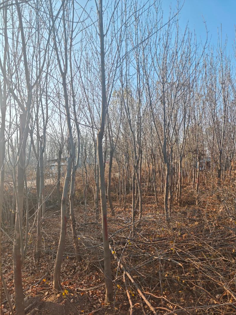 新疆荣新电力有限公司位于六十六团13连营区苗圃培育的5540棵树木对外转让(二次挂牌)