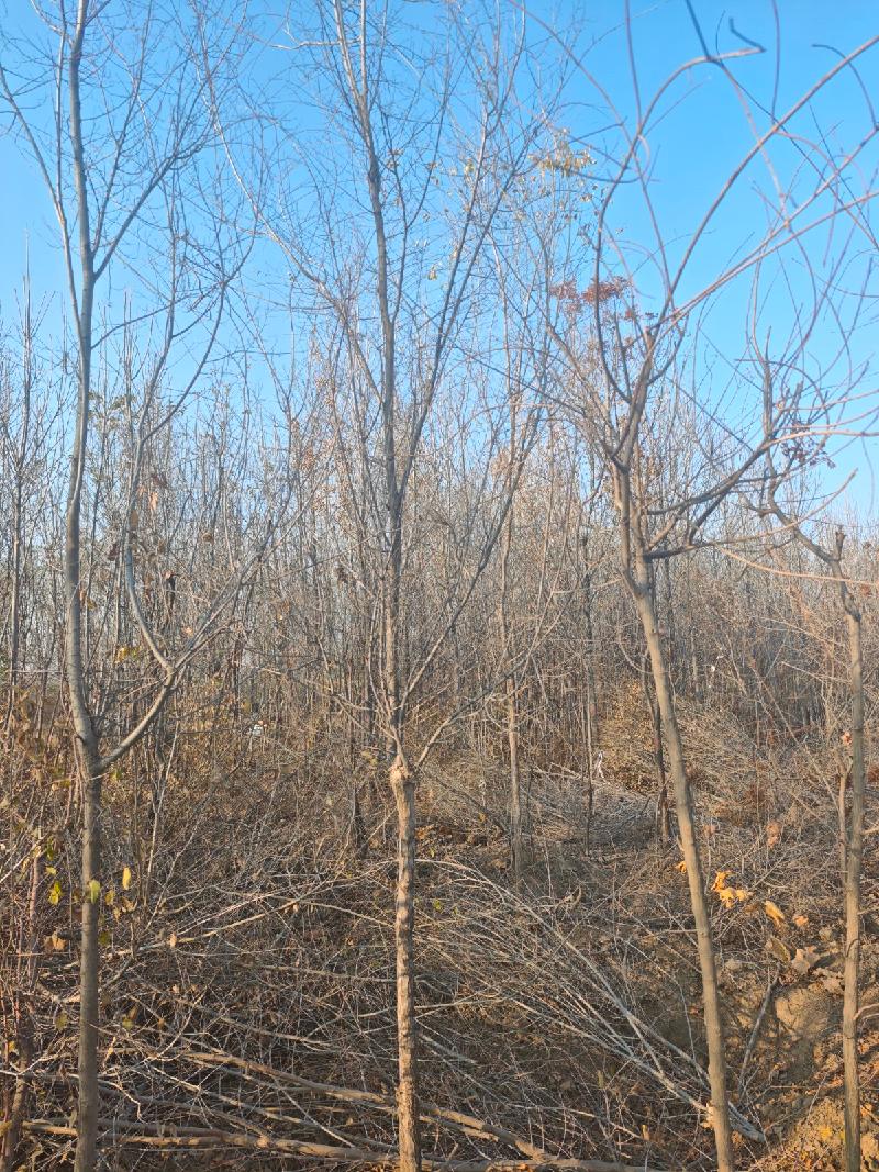 新疆荣新电力有限公司位于六十六团13连营区苗圃培育的5540棵树木对外转让(二次挂牌)