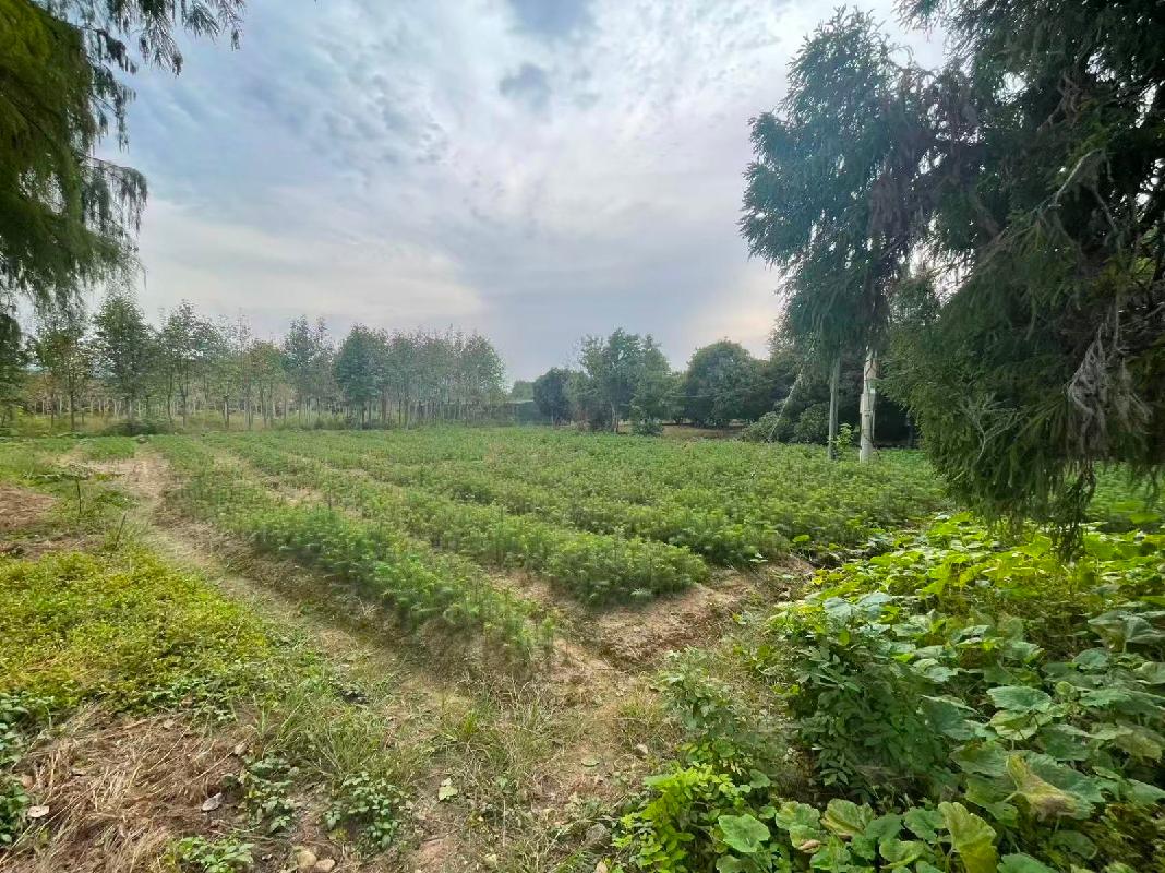 青阳县原杨田苗圃土地及房屋出租公告(国资监测编号GR2025AH2002761)