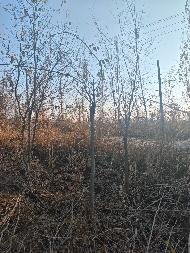新疆荣新电力有限公司位于六十六团13连营区苗圃培育的5540棵树木对外转让(二次挂牌)