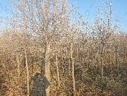 新疆荣新电力有限公司位于六十六团13连营区苗圃培育的5540棵树木对外转让(二次挂牌)