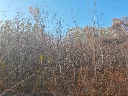 新疆荣新电力有限公司位于六十六团13连营区苗圃培育的5540棵树木对外转让(二次挂牌)