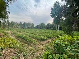 青阳县原杨田苗圃土地及房屋出租公告(国资监测编号GR2025AH2002761)
