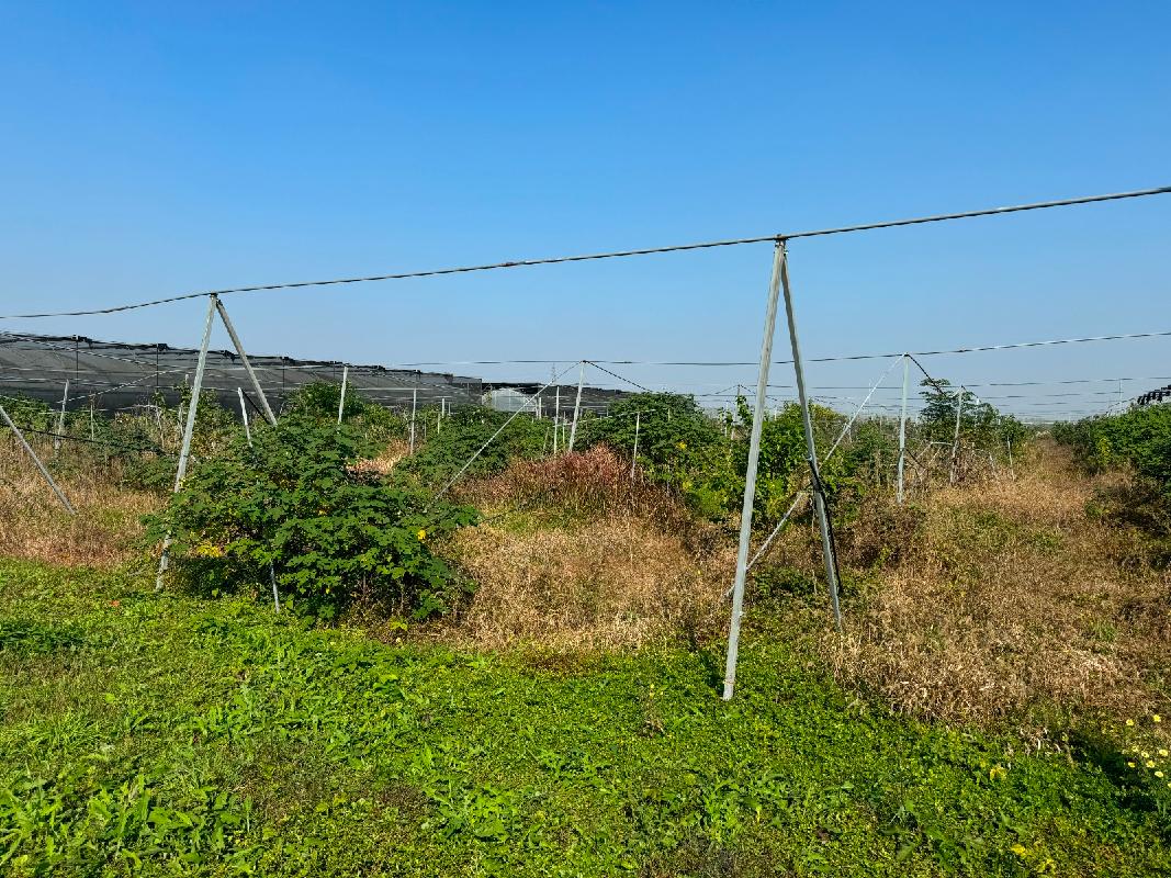 安徽同创现代农业投资发展有限公司果树苗木资产转让公告(国资监测编号GR2025AH2002763)