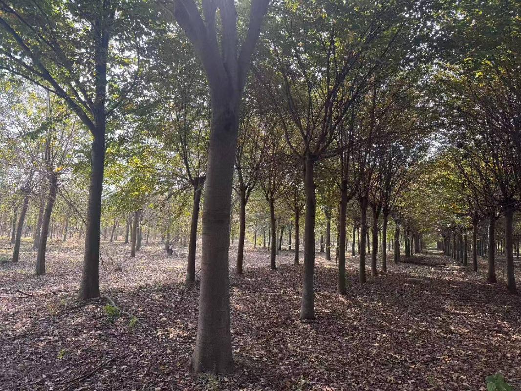 一批苗圃树木转让项目(二次挂牌)公告