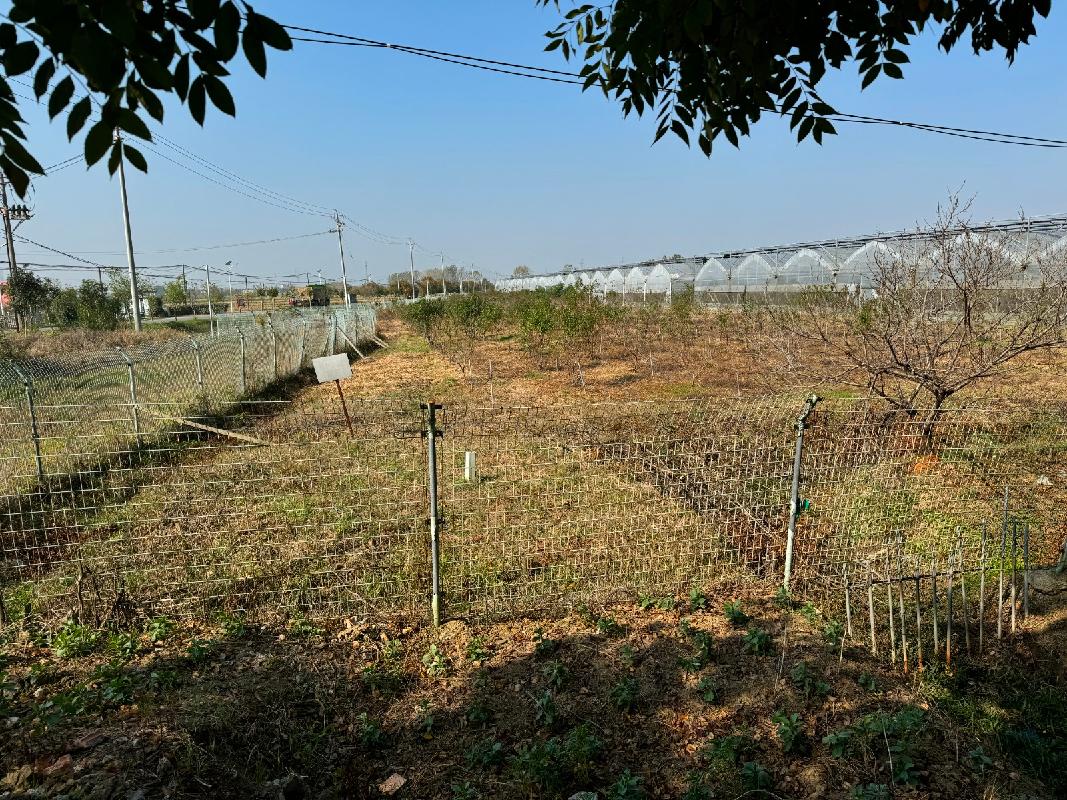 安徽同创现代农业投资发展有限公司果树苗木资产转让公告(国资监测编号GR2025AH2002763)