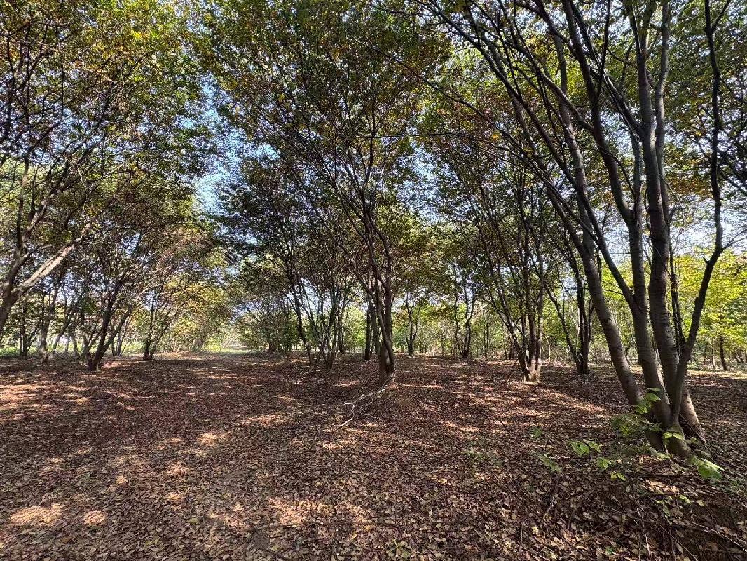 一批苗圃树木转让项目(国资监测编号GR2025JS4006889)