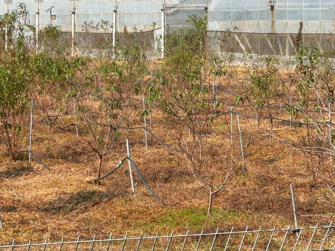 安徽同创现代农业投资发展有限公司果树苗木资产转让公告