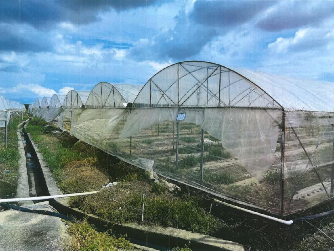 北海市银海区福成镇大坎村委东侧约45亩种植大棚招租项目