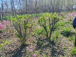 新疆绿鑫供应链管理有限公司转让所属一批生物资产（乔木、灌木及花卉等苗木）(国资监测编号GR2025XJ1001667)
