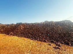 铜陵市新华山铜业有限责任公司约3000吨金矿石原矿转让公告(国资监测编号GR2025AH2002970)