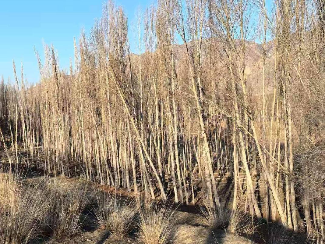 伊犁州特克斯马场农牧发展有限责任公司位于特克斯马场原五连河坝45-25地块约4.6公顷杨树对外转让