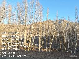 伊犁州特克斯马场农牧发展有限责任公司位于特克斯马场原五连河坝45-25地块约4.6公顷杨树对外转让