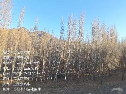 伊犁州特克斯马场农牧发展有限责任公司位于特克斯马场原五连河坝45-25地块约4.6公顷杨树对外转让