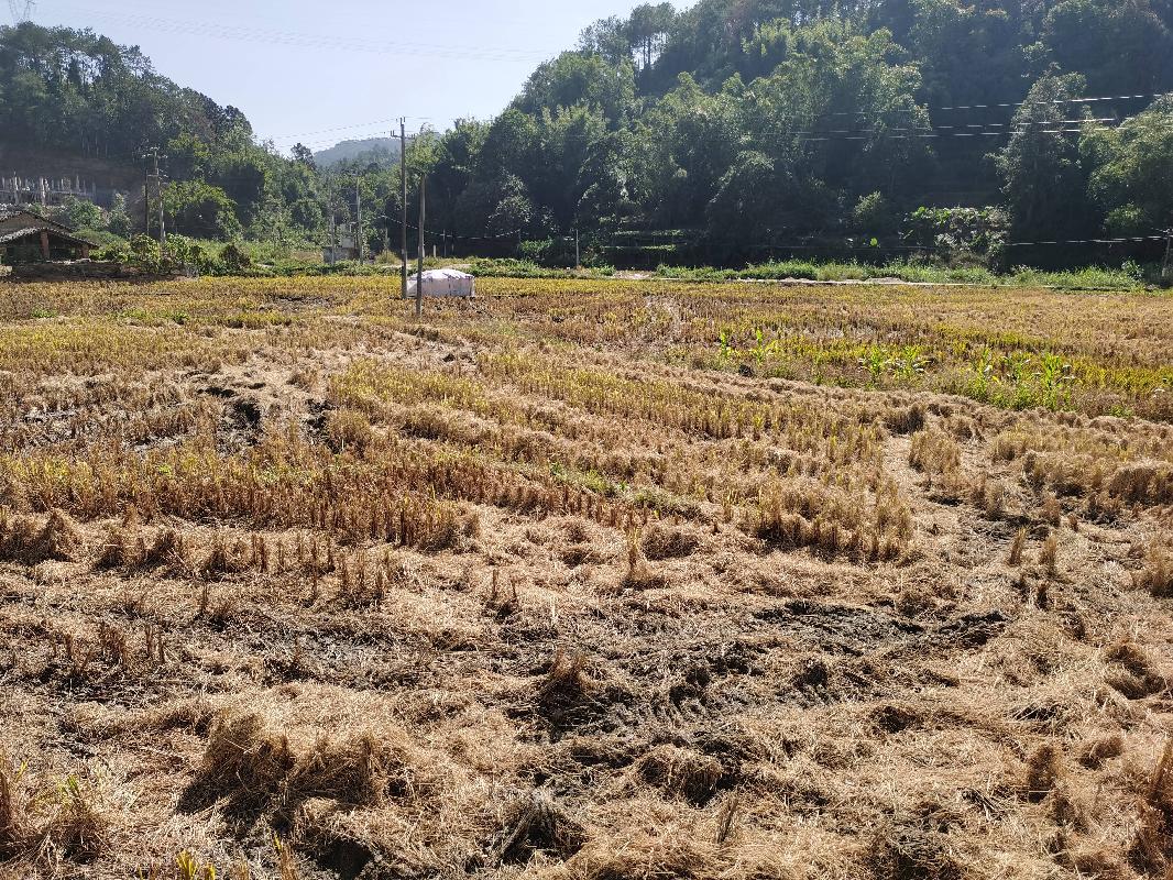 岑溪市诚谏镇陀村村约500亩农田经营权招租项目