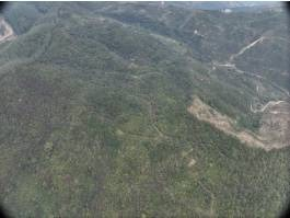 玉林市玉州区仁东镇沼心村1026.6899亩活立木（包青山）转让项目