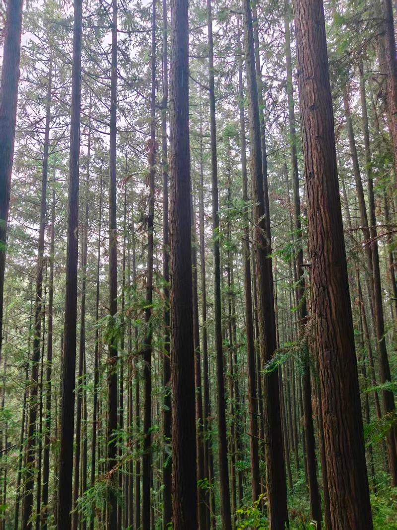 东至县昭潭镇昭潭村先锋组王家坞山场林木转让公告