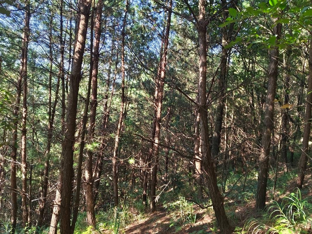 百色市西林县古障镇陇正村约312.45亩活立木（包青山）转让项目