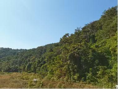 贵港市平南县马练乡大五顶林场约740.85亩活力木（包青山）转让项目
