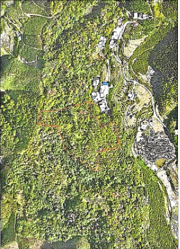 藤县东荣镇上峡村黄枝山林场53.4亩林木出售项目