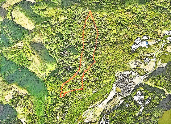 藤县东荣镇上峡村黄枝山林场50.55亩林木出售项目